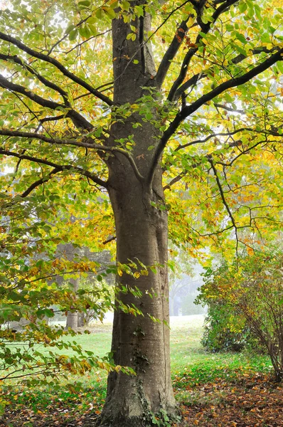 Liści buka w jesieni — Zdjęcie stockowe