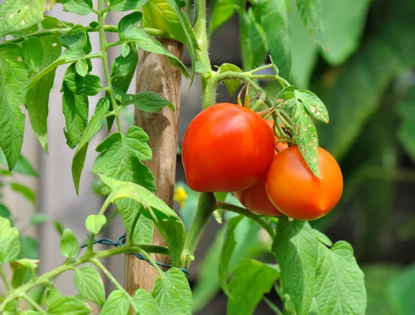 Pomodori in un giardino — Foto Stock