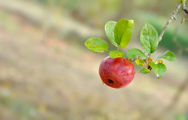 Apple covered by the dew — Stock Photo, Image