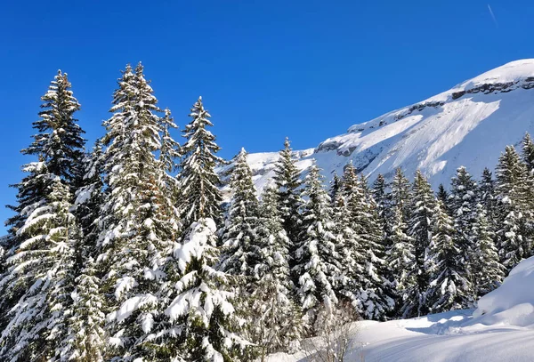 Największe jodły na śniegu — Zdjęcie stockowe