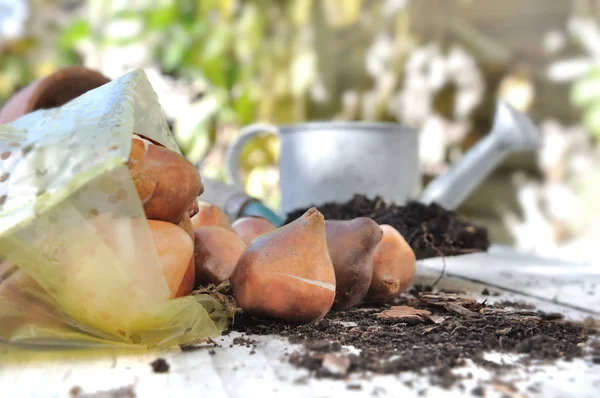 Bulbos de flores en la mesa — Foto de Stock