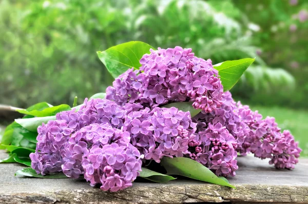 Strauß Flieder — Stockfoto