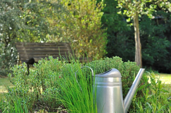 Ervas aromáticas no jardim — Fotografia de Stock