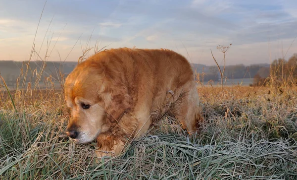 Golden retriever dans un champ — Photo