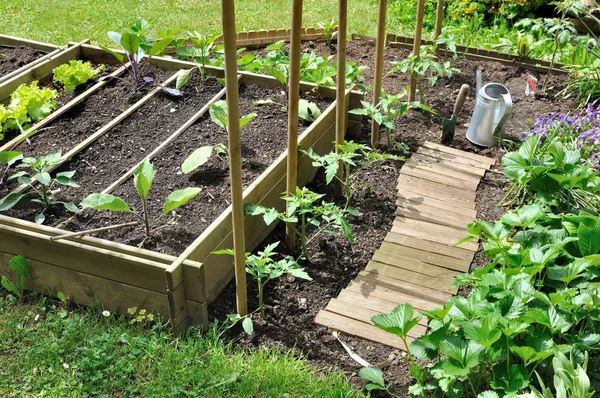 Seedlings in a patch — Stock Photo, Image