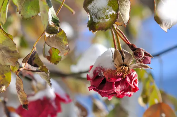 Snö på rosor — Stockfoto