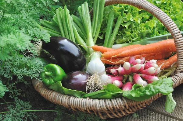 Свежий овощ в корзине — стоковое фото