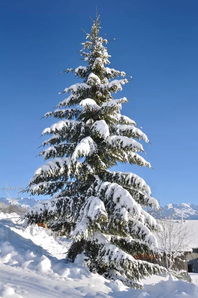 Snöiga tall Gran — Stockfoto