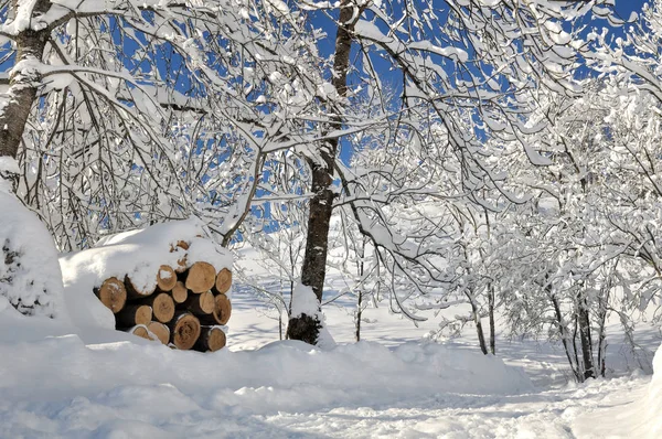 Trees snowy in winter — Stock Photo, Image