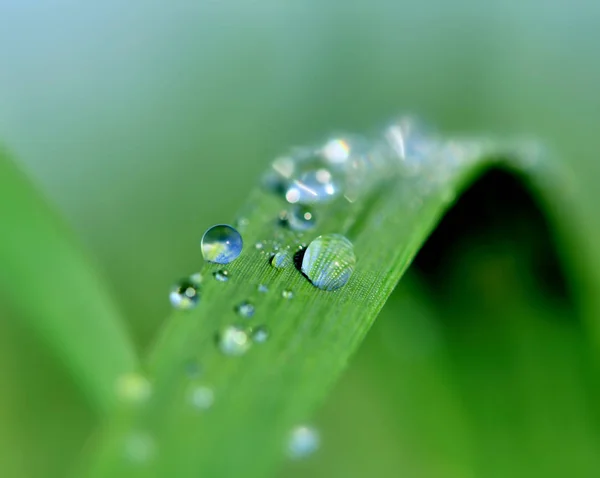 Gocce di pioggia sulle erbe — Foto Stock