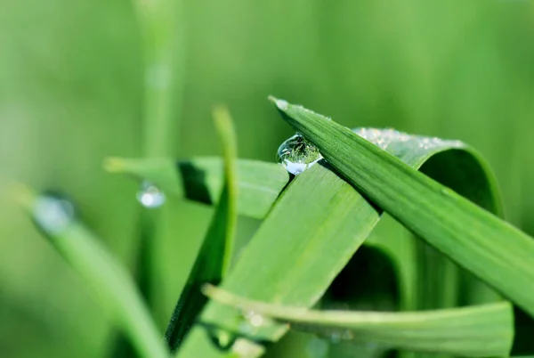Gotas de lluvia sobre hierba — Foto de Stock