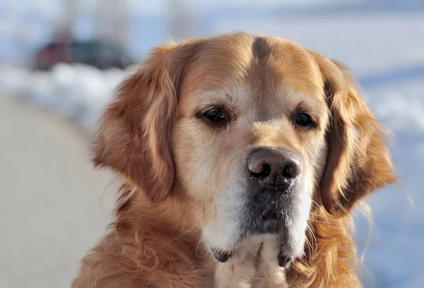 Retrato de un golden retriever — Foto de Stock