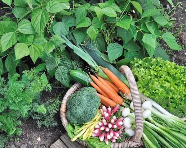 新鮮な野菜の収穫 — ストック写真