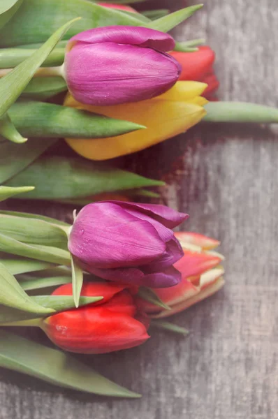 Blisko na kolorowe tulipany — Zdjęcie stockowe