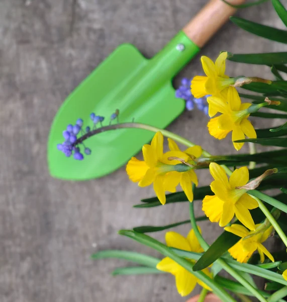 Concepto de jardinería de primavera — Foto de Stock