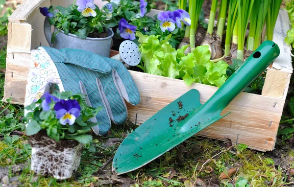 Blommor och sallad för plantering — Stockfoto