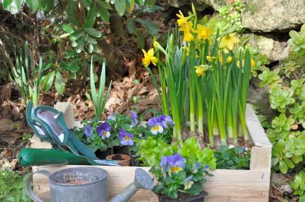 Springtime plantage i trädgården — Stockfoto