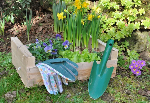 Strumenti e fiori per piantagione — Foto Stock