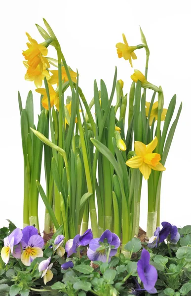 Daffodils and viola — Stock Photo, Image