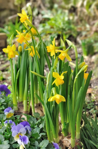 Macizo con narcisos — Foto de Stock