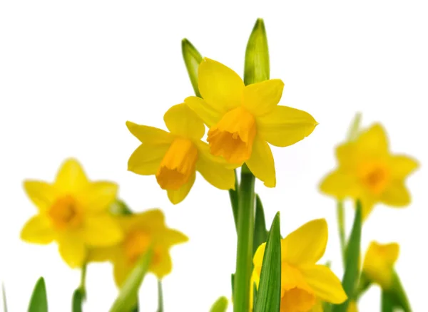 Daffodils on white background — Stock Photo, Image