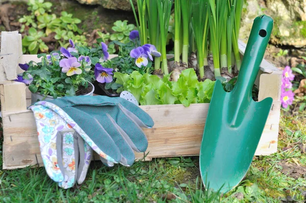 Composición de la jardinería de primavera —  Fotos de Stock