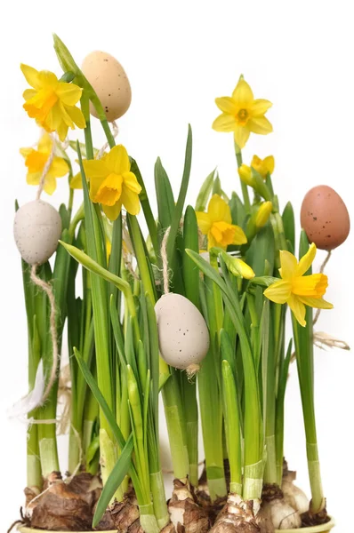 Velikonoční vejce v narcisy — Stock fotografie