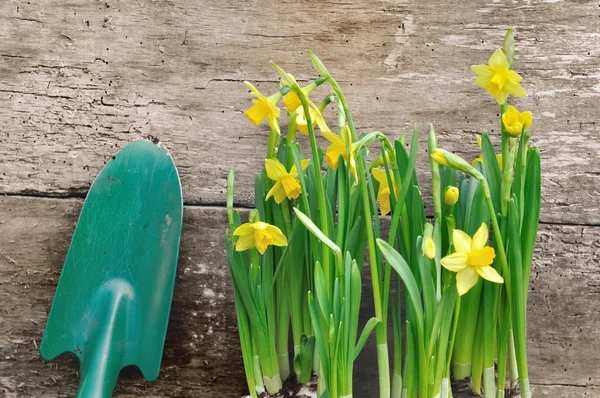 Narcissus and shovel — Stock Photo, Image