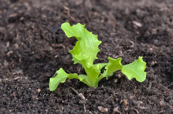 Салат з молодих рослин — стокове фото