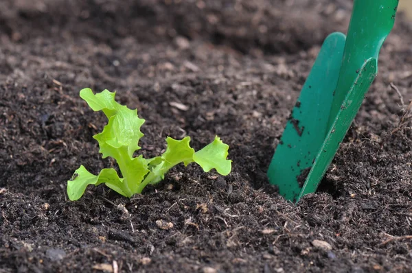 Висаджуванні розсади салату — стокове фото