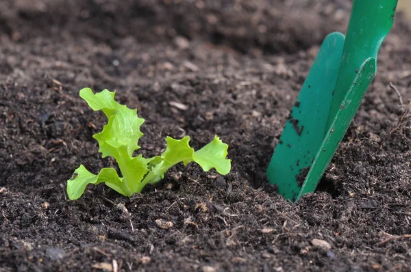 Planten van sla zaailingen — Stockfoto