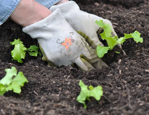 Salat im Garten pflanzen — Stockfoto