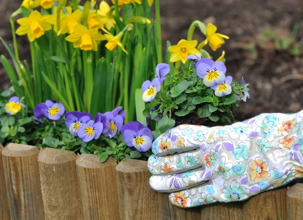 Blumen pflanzen im Frühling — Stockfoto