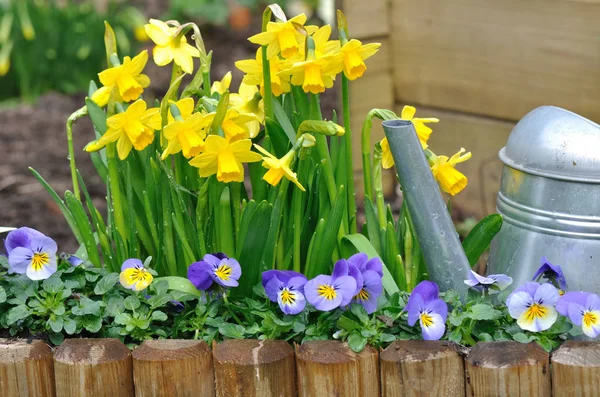 Narcisos y viola en el jardín — Foto de Stock