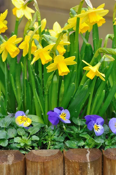 Narcisos y viola — Foto de Stock