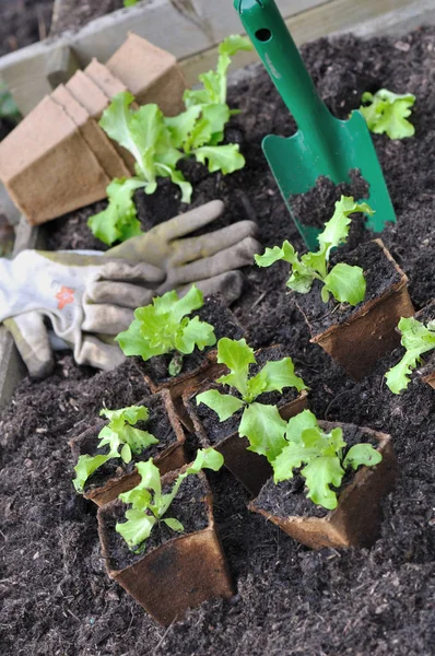 Seedlings in buckets — Stock Photo, Image