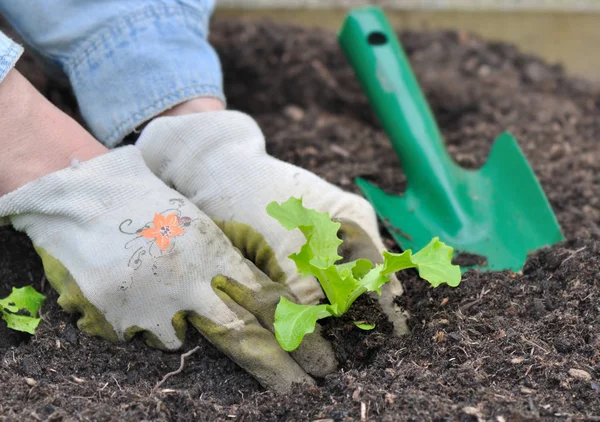 Plantación de lechuga en el jardín — Foto de Stock