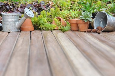 terasta succulents 