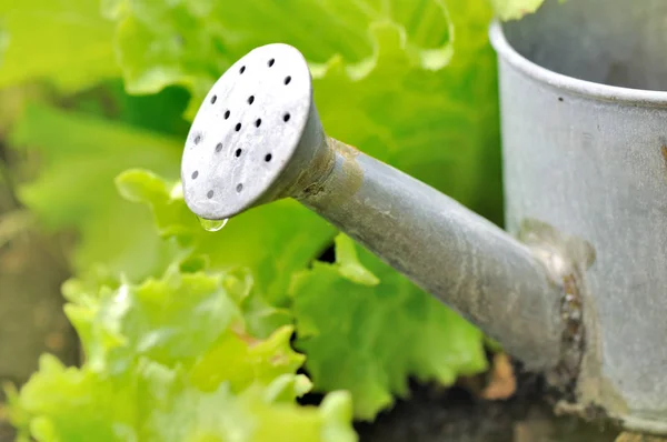 Watering can in lettuce — Stock Photo, Image