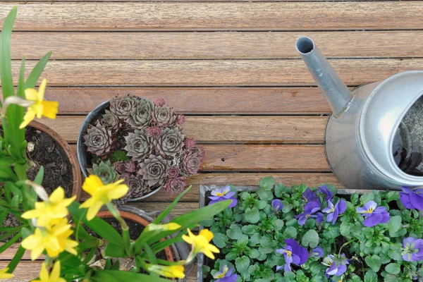 Springtime flowers on terrace — Stock Photo, Image