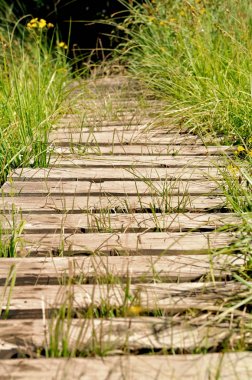 doğada doğal yaya köprüsü