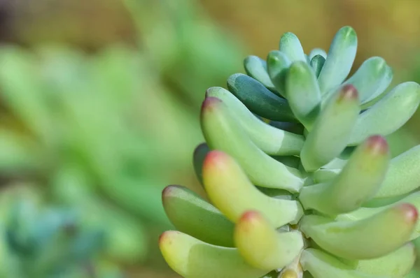 Foglia di una pianta succulenta — Foto Stock