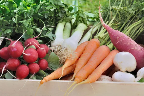 Fresh vegetable in garden — Stock Photo, Image