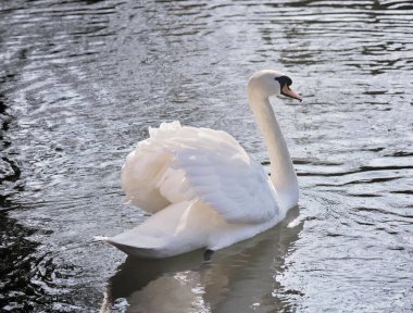 Gölde güzel bir kuğu 
