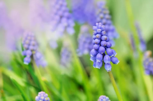 Синие цветы в саду — стоковое фото