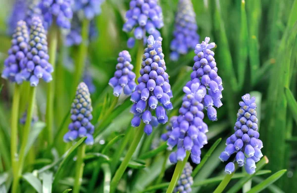 Blaue Blumen im Gras — Stockfoto