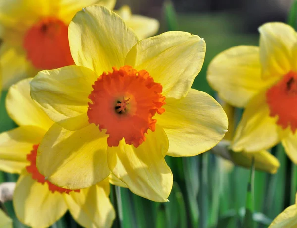 Beautiful daffodil in garden — Stock Photo, Image