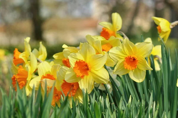 Belos narcisos no jardim — Fotografia de Stock