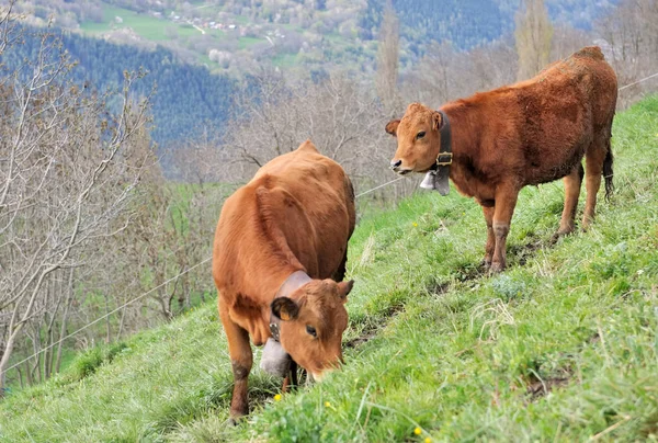 Kor i Hagen — Stockfoto