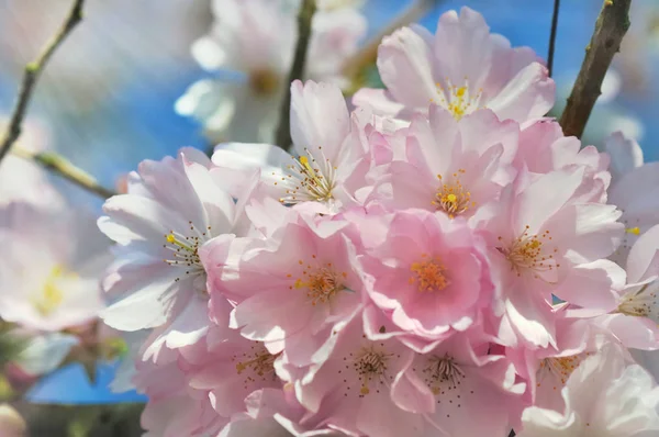 Beautiful flower of a fruit tree — Stock Photo, Image